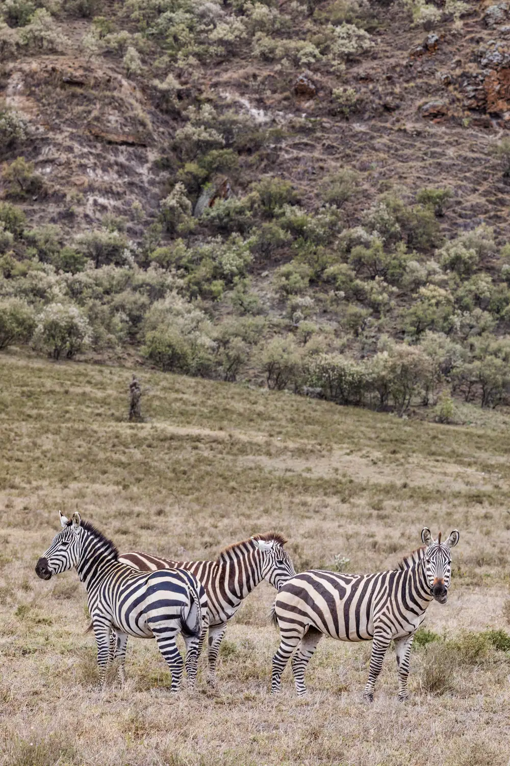 Three Zebras in a mountainous green landscape