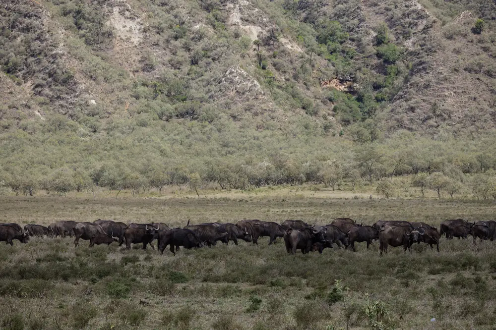 Buffalos grazinf in the wild