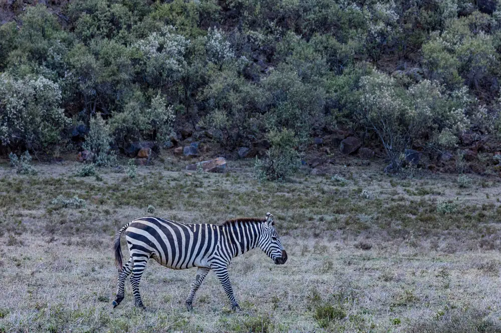 Zebra walking through field
