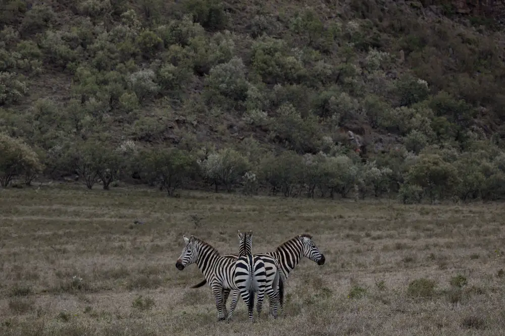 Three zebras out in the wild