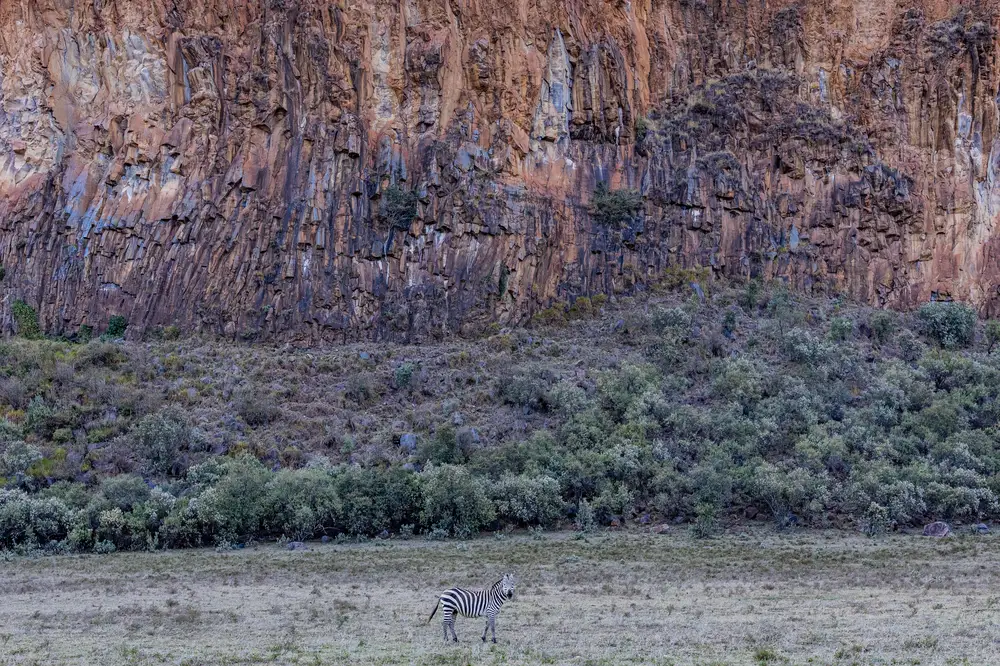 Zebra appears small against mountain in the background