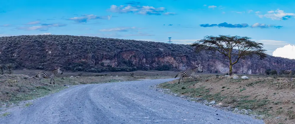 Curved tarred isolated road with a Zebra walking through