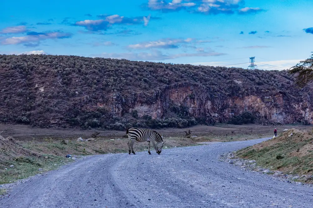 Zebra walking on a curved tarred road