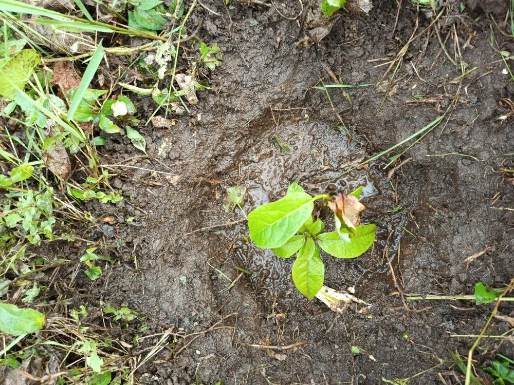 Avocado Seedling