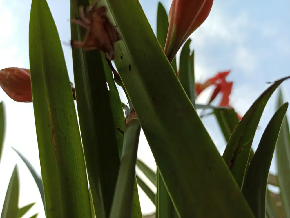 Hibiscus Leaves