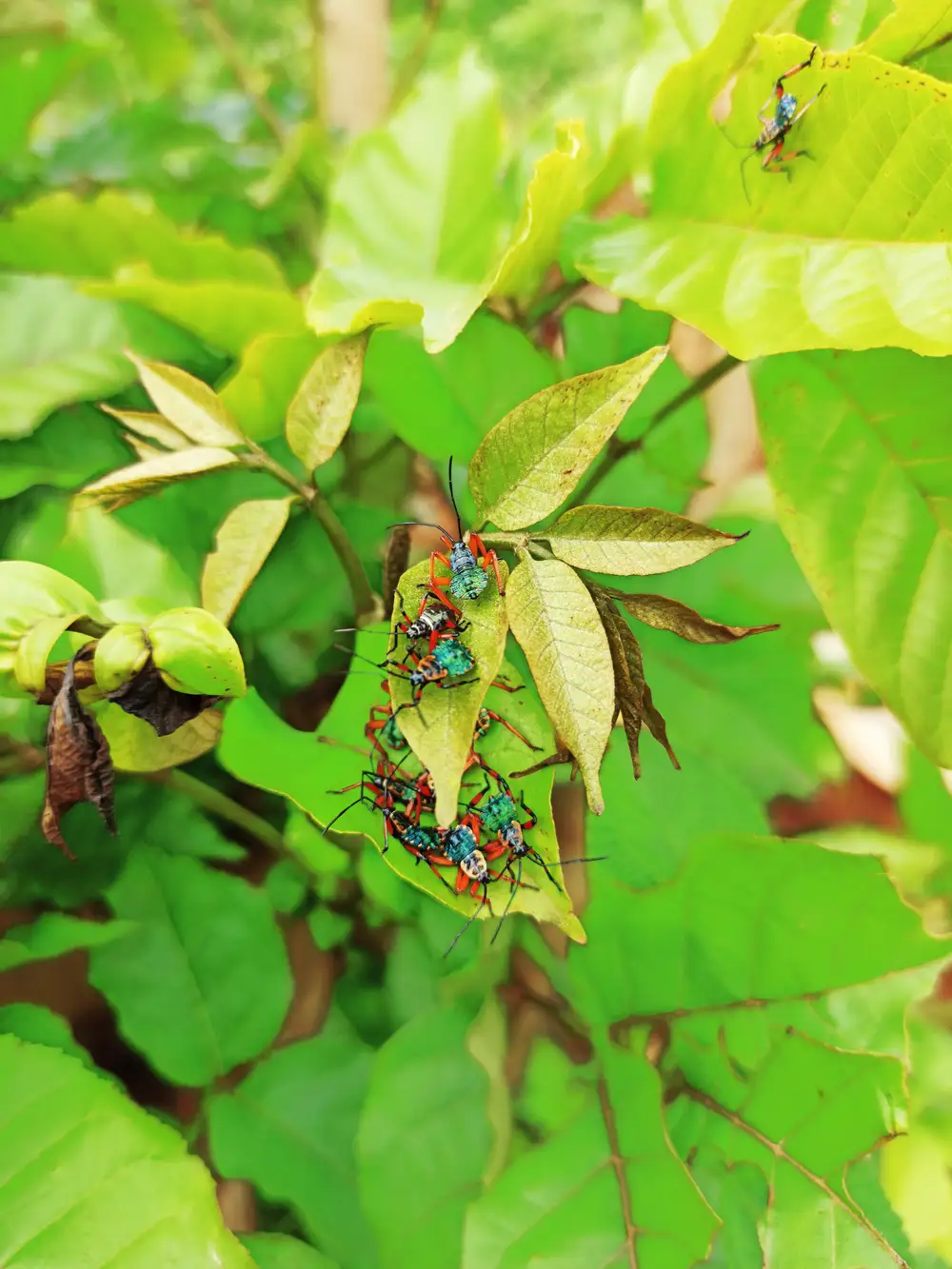 Insect colony on a plant