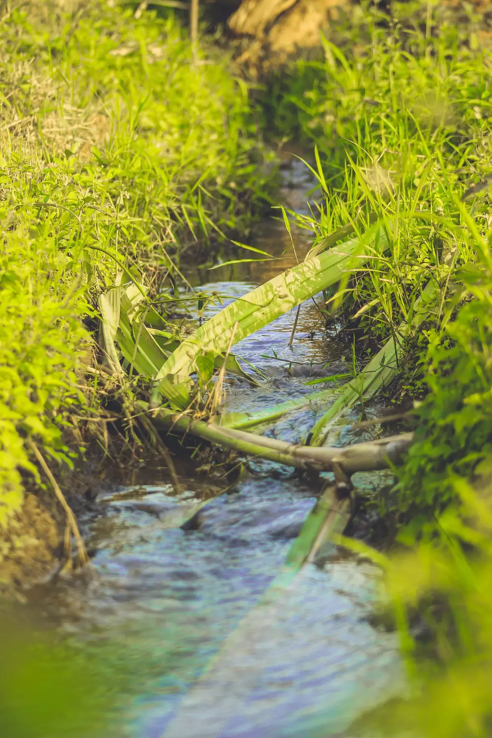 A very shallow stream