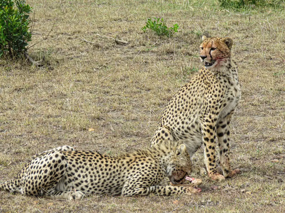 Leopard in the wild