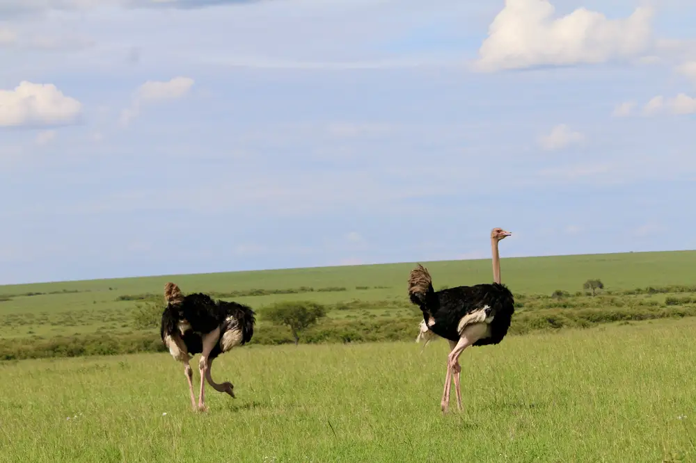 Ostriches on a field
