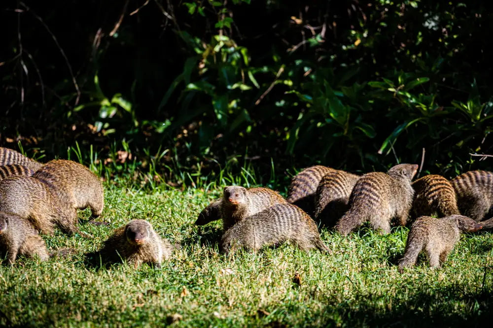 Group of mongoose