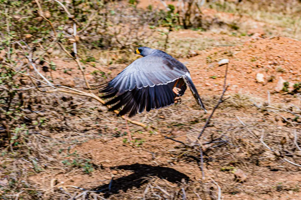Bird taking to the sky from a dried land