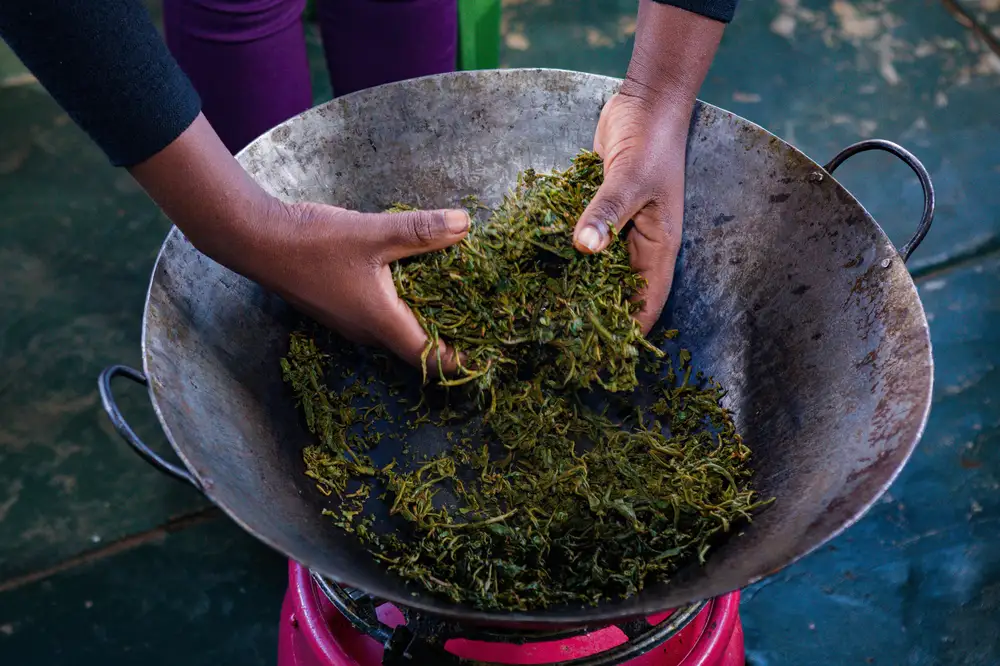 Hands processing green tea leaves in a basin