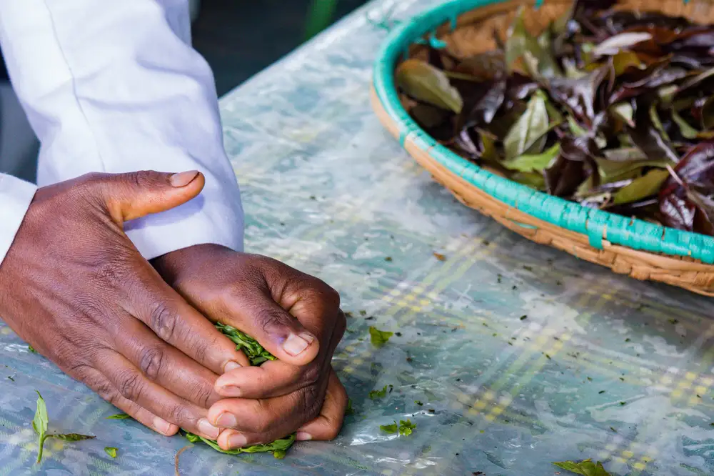 Man's hand preparing green leaves for dish