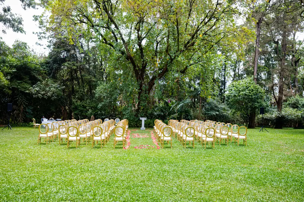 Chairs Arranged before a tree