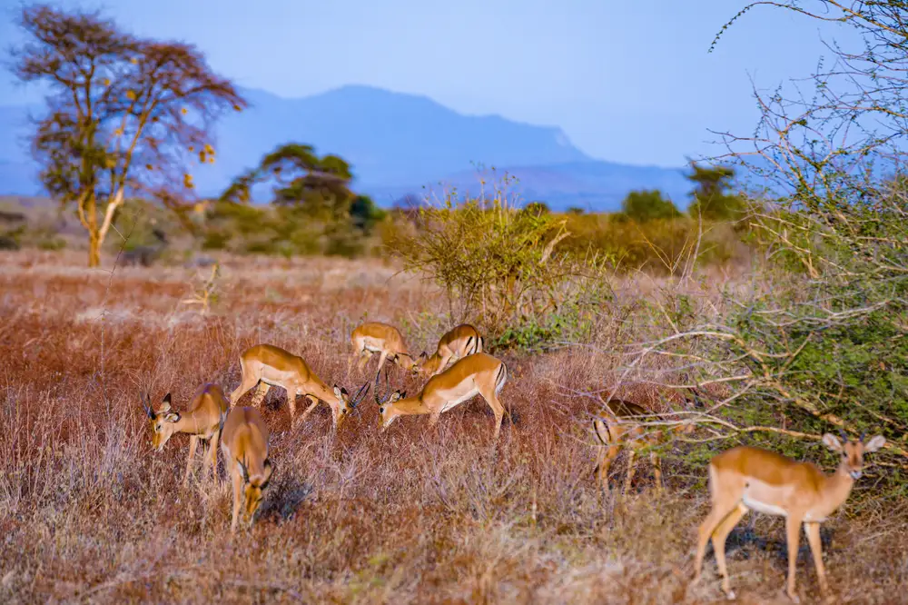 Gazelles Grazing on a Grassfield