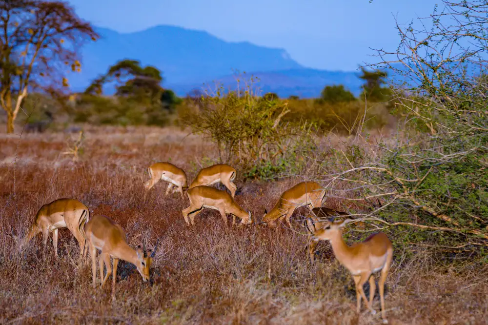 Gazelles Grazing through a grass field