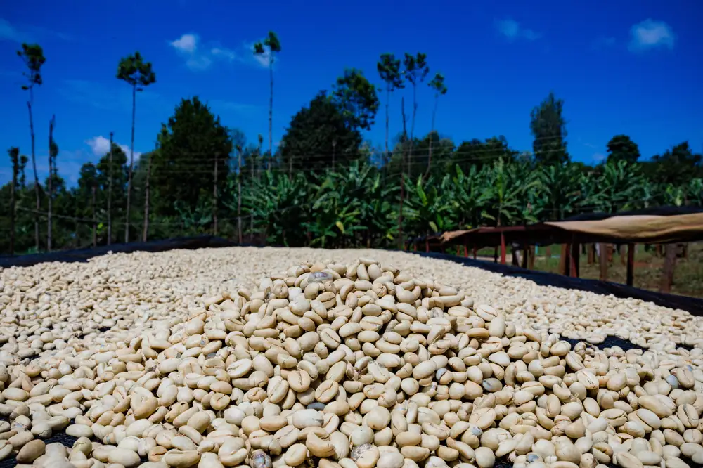 Grains of Coffee beans spread across the land