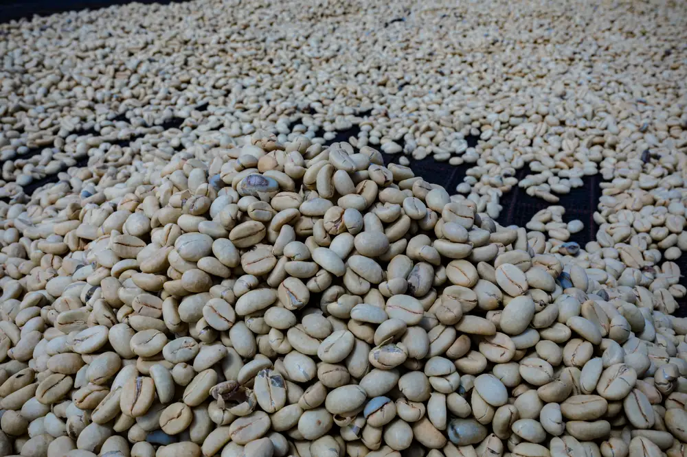 Coffee Beans spread on a surface
