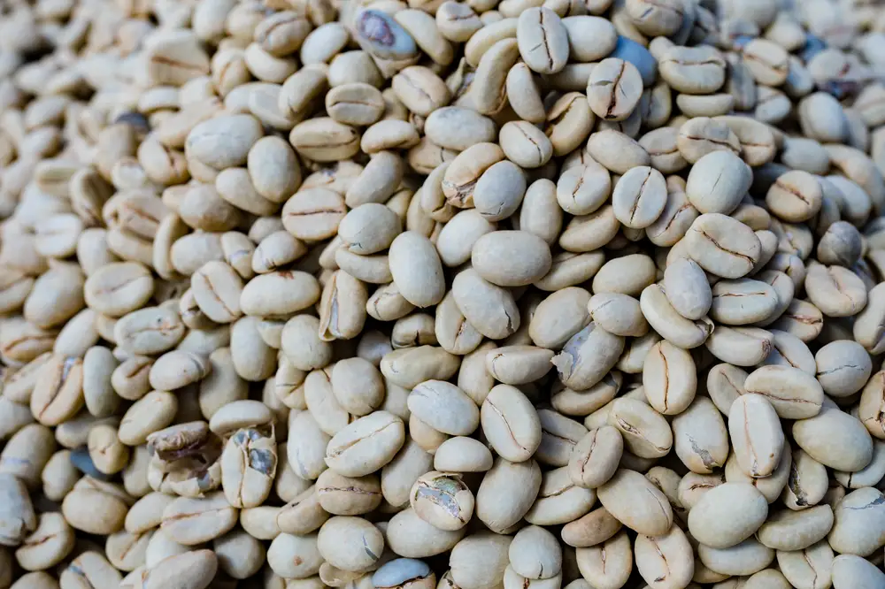 Young Coffee Beans