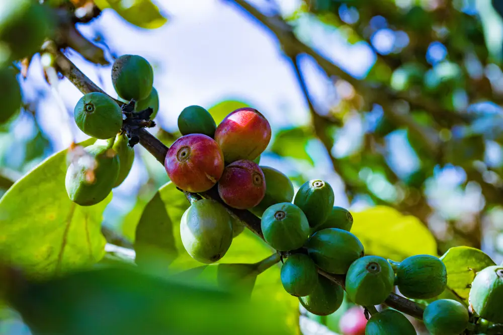 Tree branch Hosting Green coffee fruits