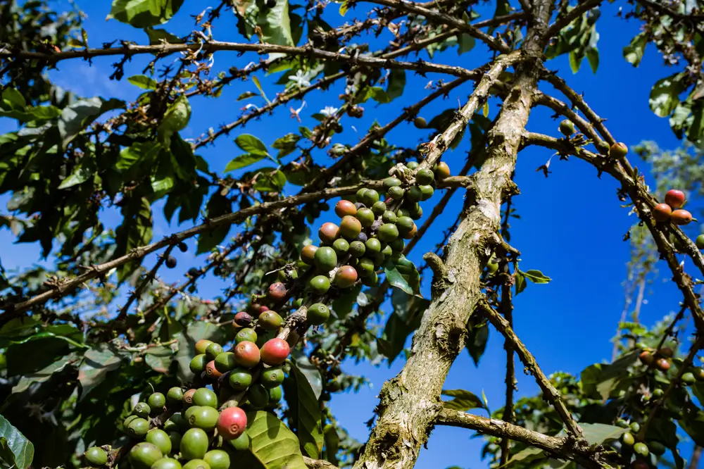 Bunch of green coffee fruits on a tree branch