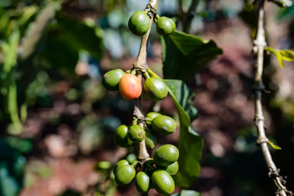 Ripe And Unripe Green cofee on branch