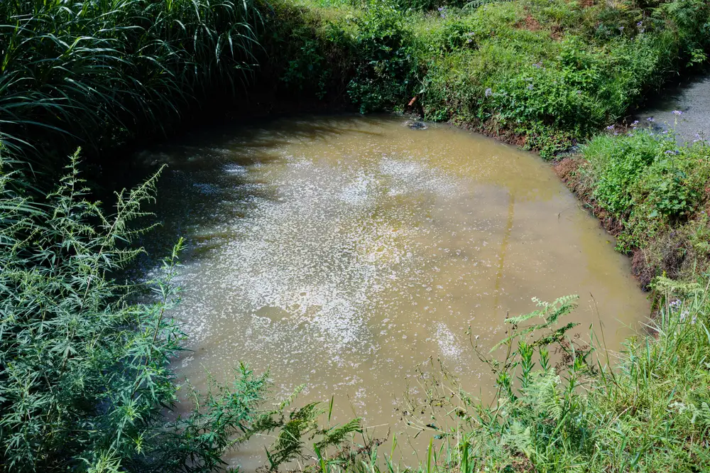 Brown Colored pond on a Farm land