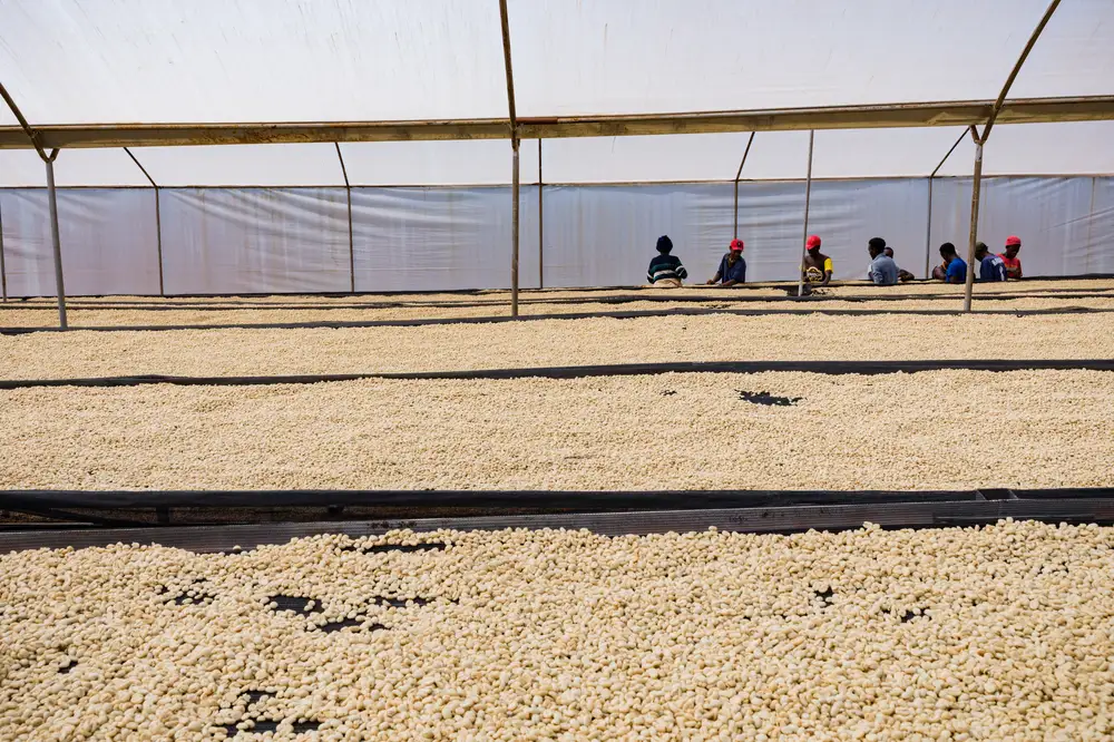 Labourers working in a coffee bean storage facility