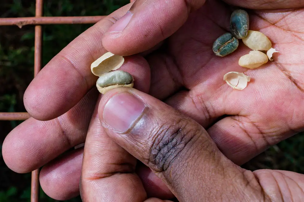 Coffee beans in a Man's Hand