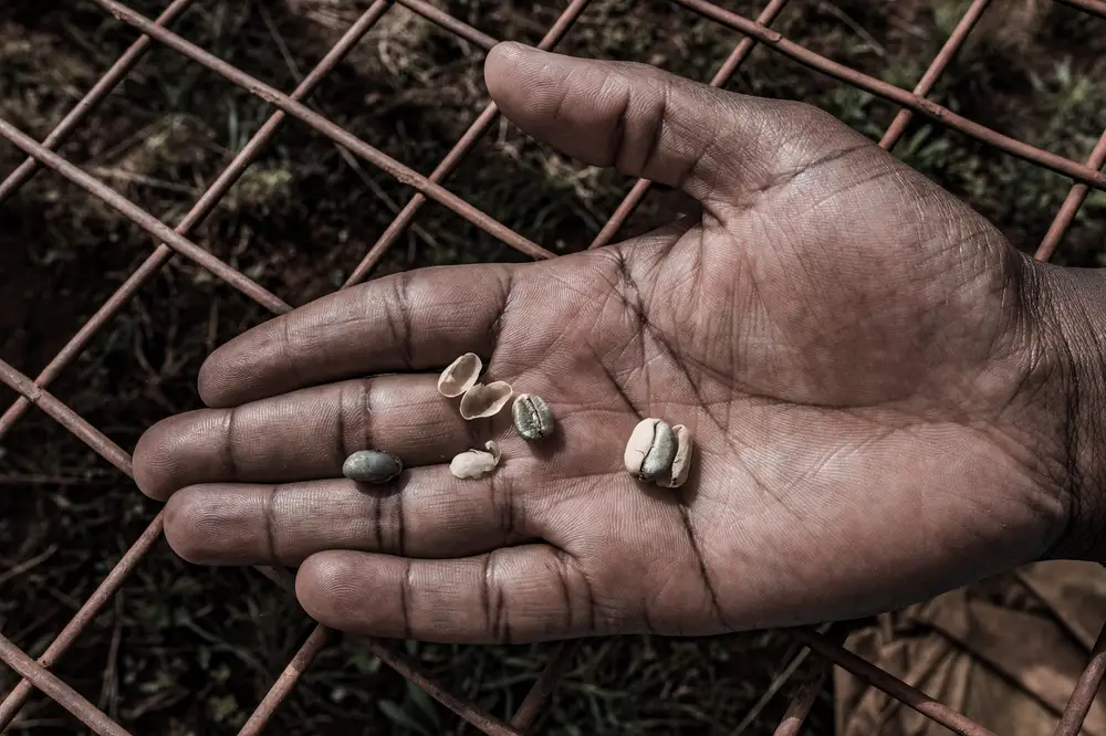 Man's Hand showing coffee Beans.