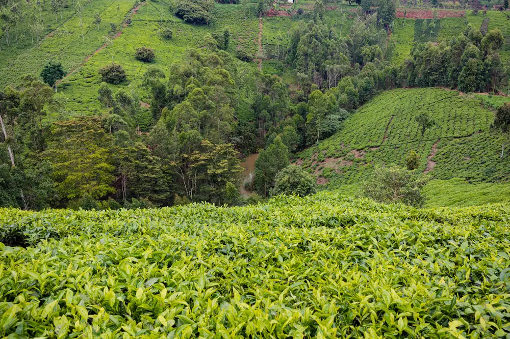 Picturesque natural landscape. green tea plantations in the highlands. growing tea