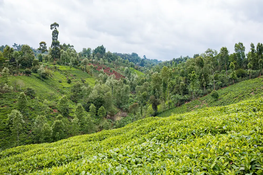Picturesque natural landscape. green tea plantations in the highlands. growing tea
