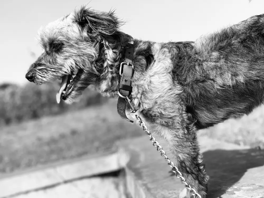 Black and white photo of a dog on a leash