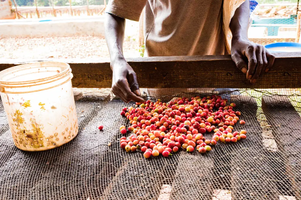 Farmer Processing coffee