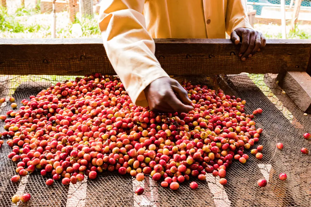 Kenan Farmer Processing coffee
