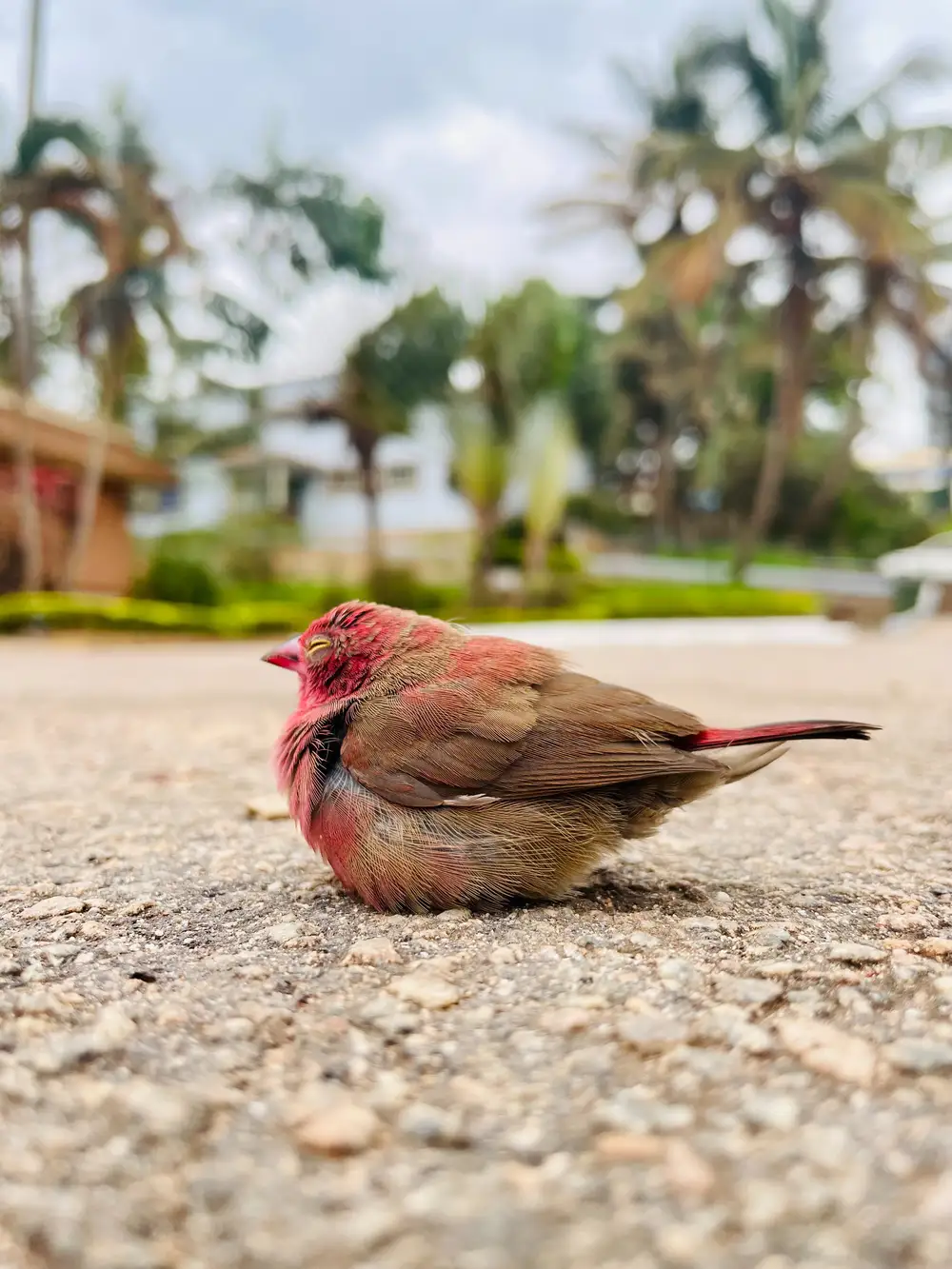 A bird sitting on the road