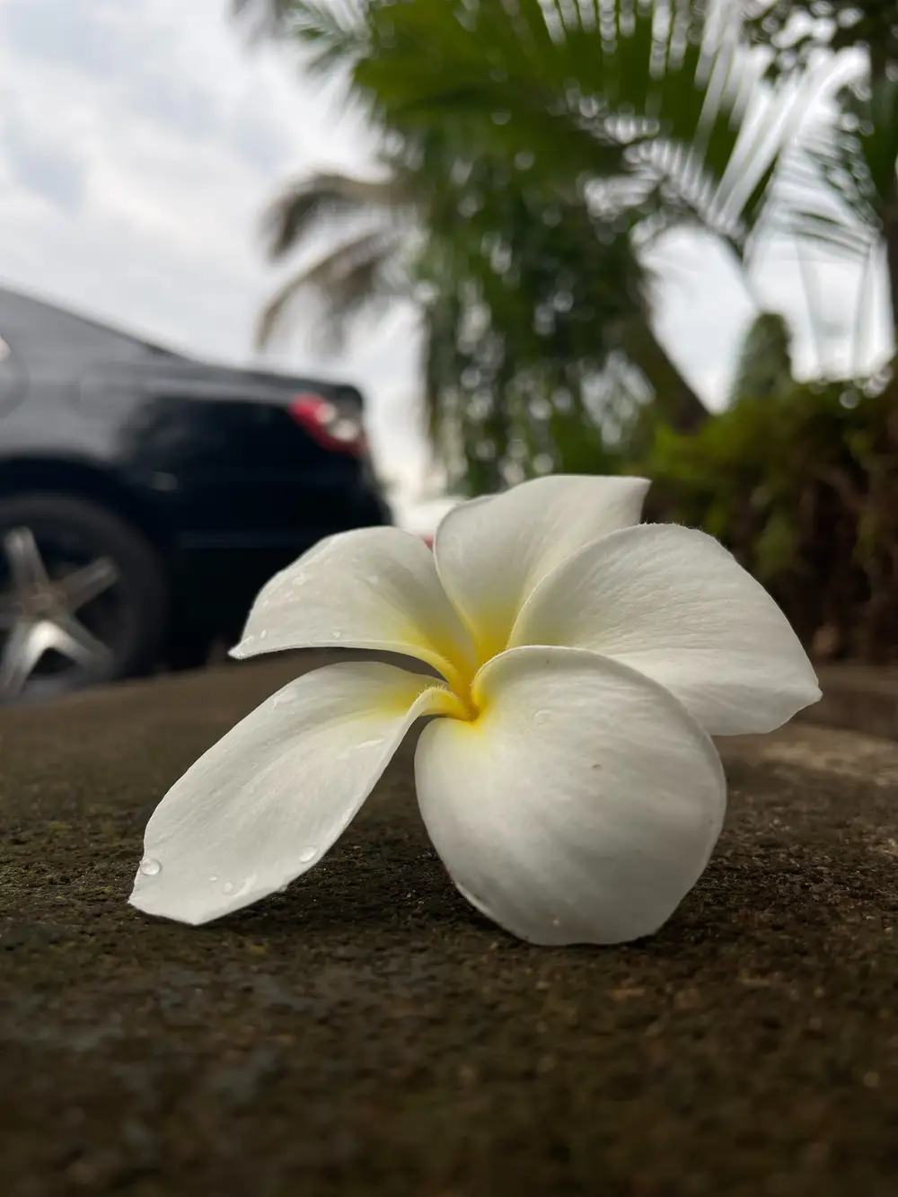 white flower on the ground at a car park