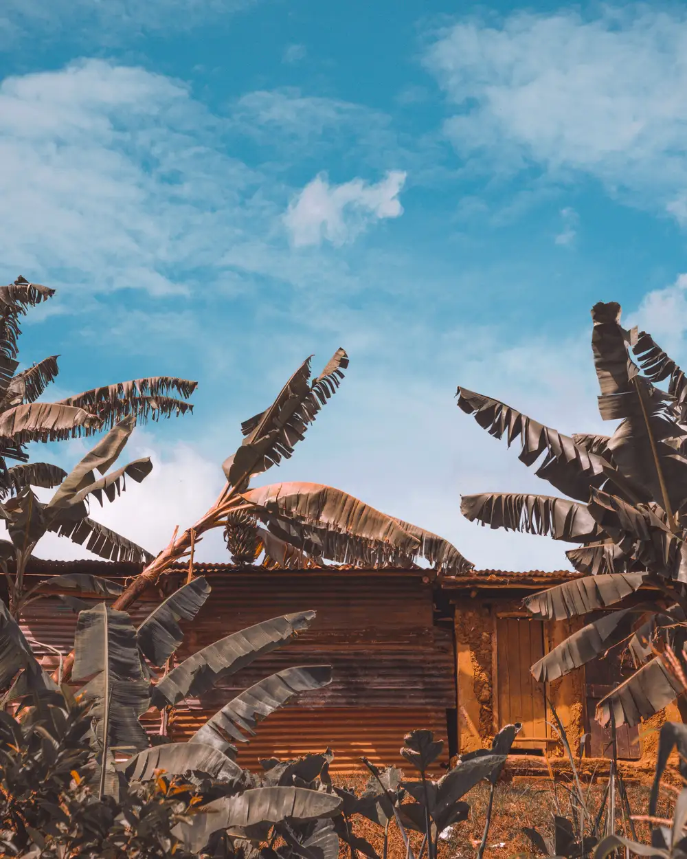 banana tree in front of a building