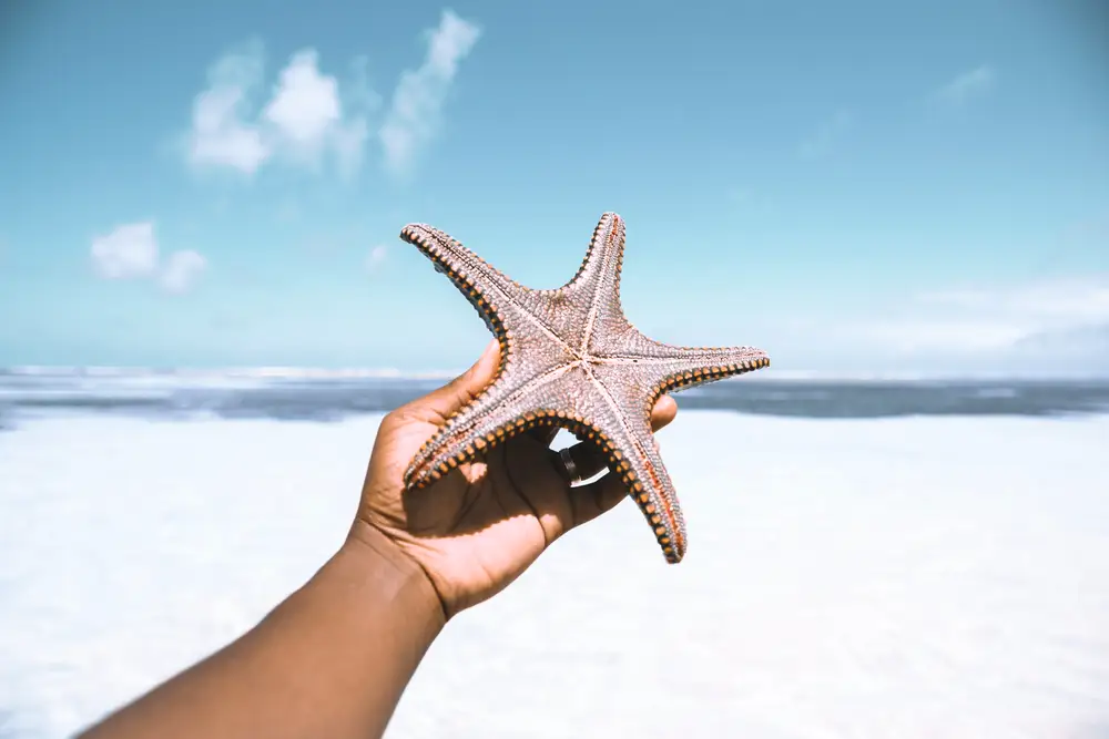 person holding starfish on the beach