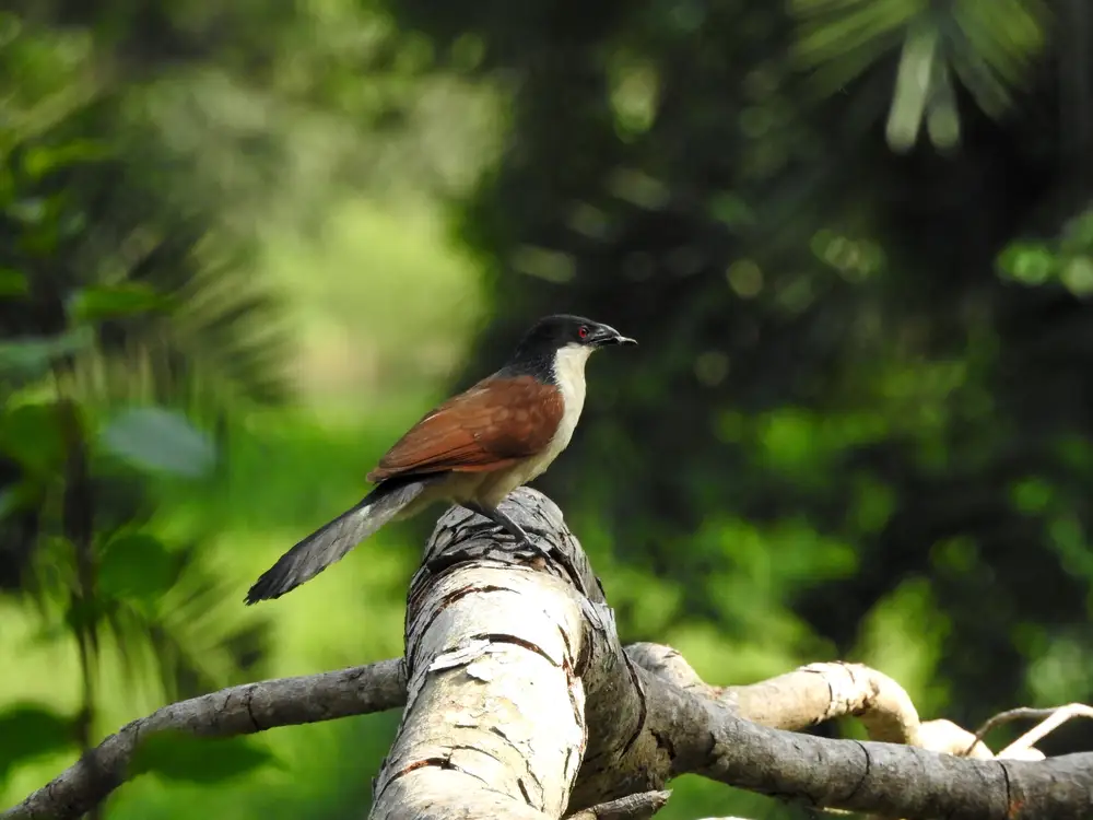 Coucal on a Branch