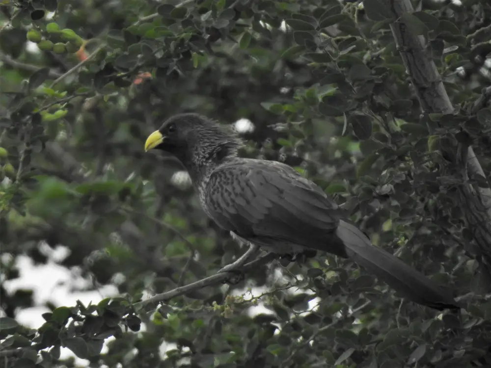 Bird on a Branch