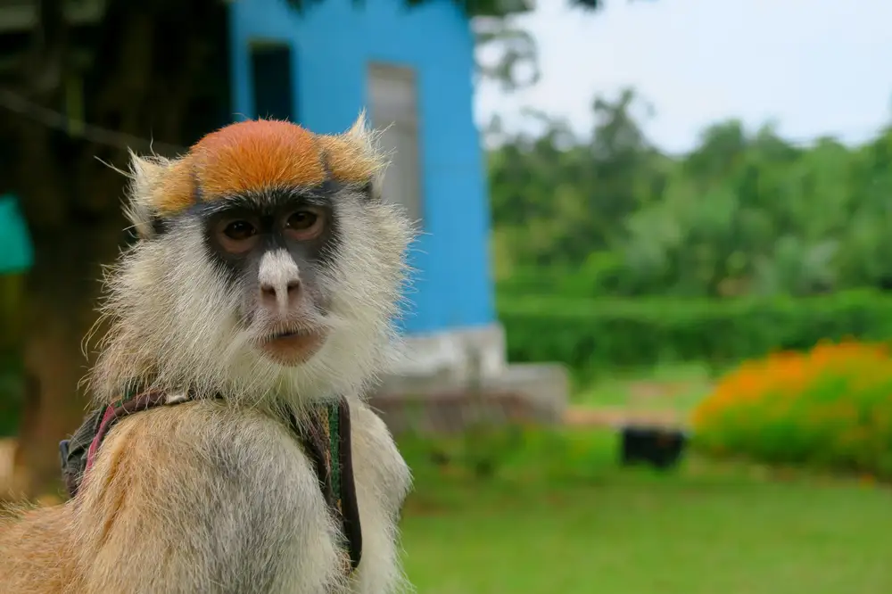Monkey poses for a picture