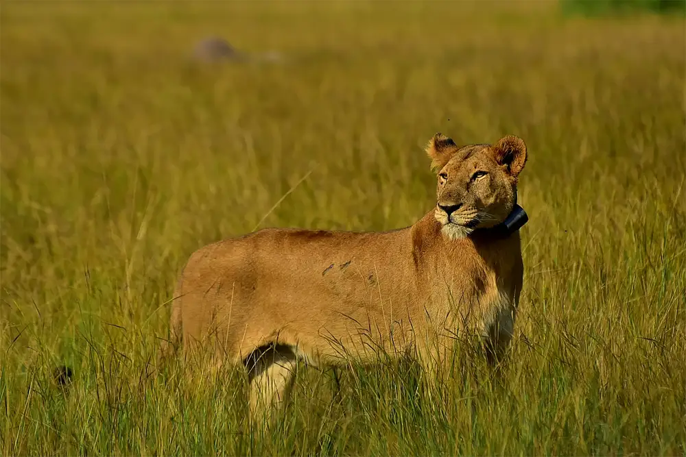 Lioness standing in the grass