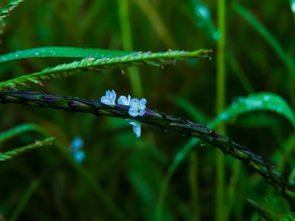 Flower blooming on a stalk