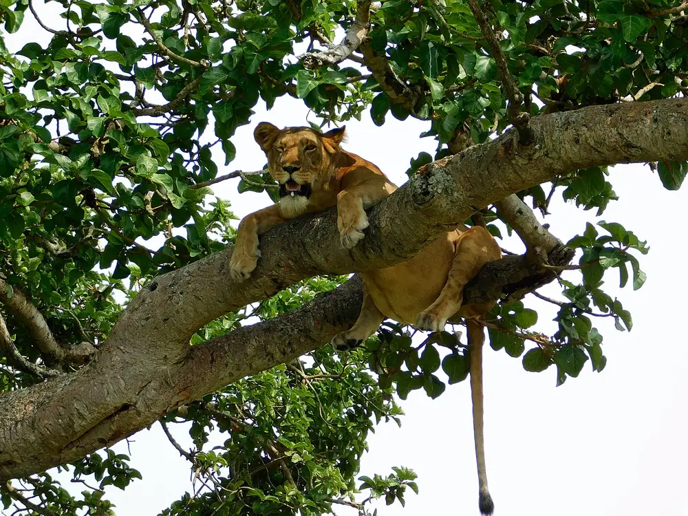 Lion laying down on a tree branch