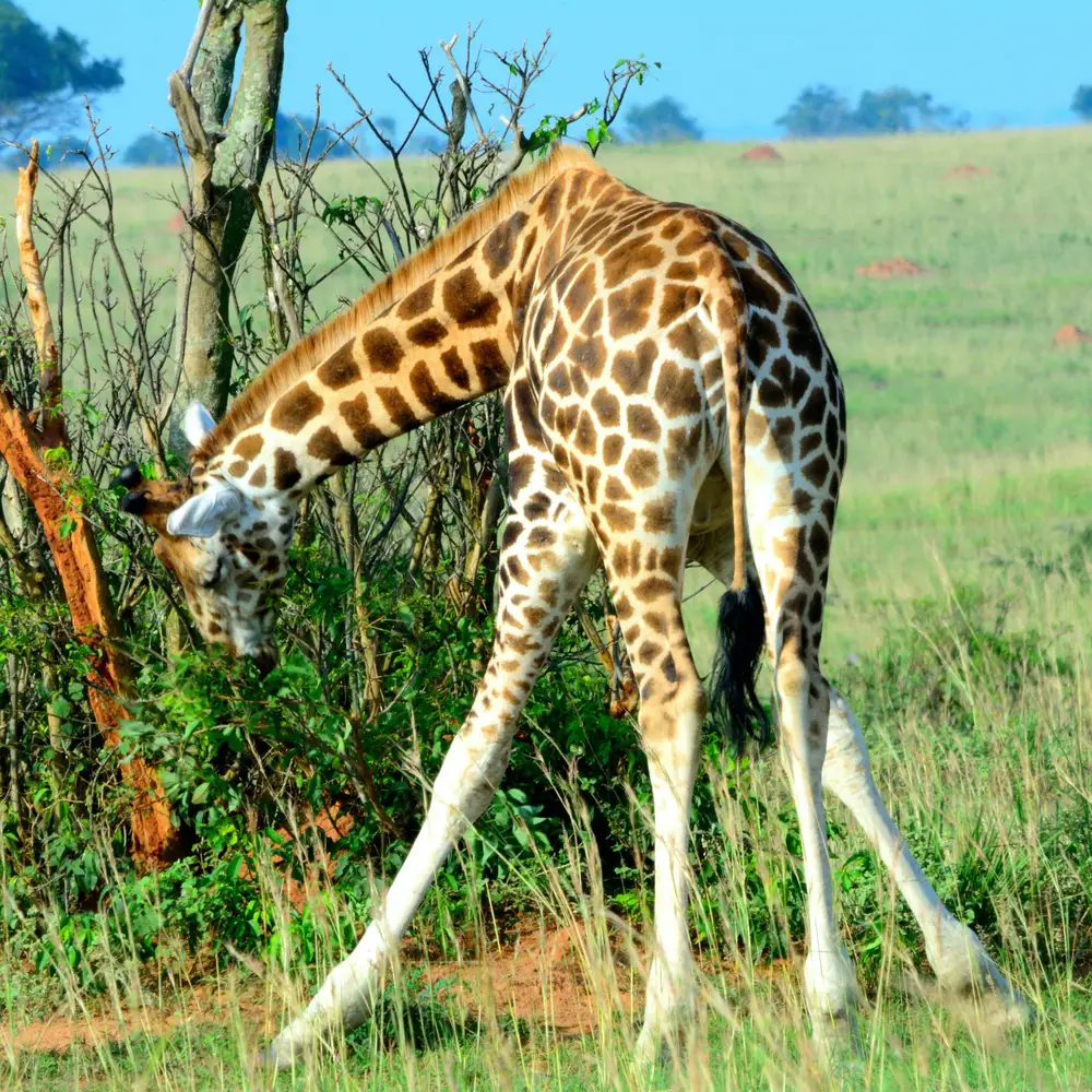 Giraffe eating a shrub