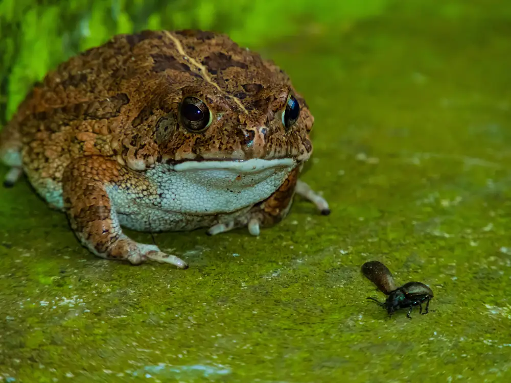 Giant frog in front of a beetle