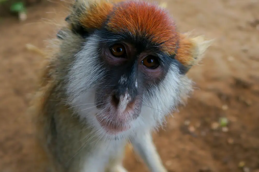 Monkey looking into camera