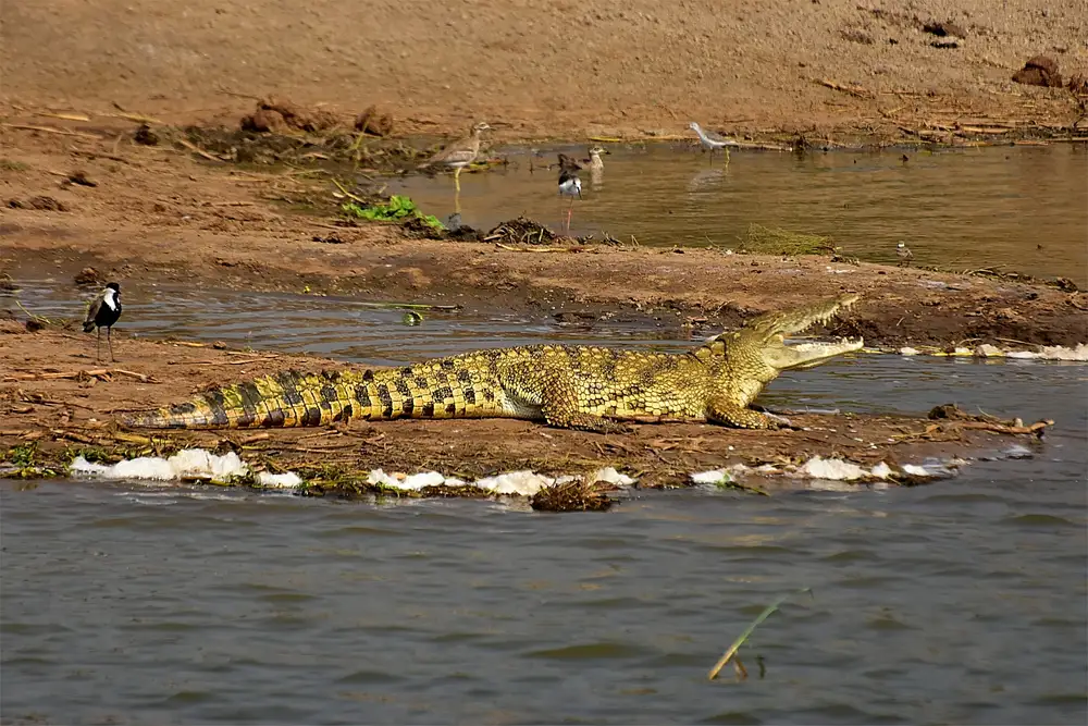 Crocodile at a river bank