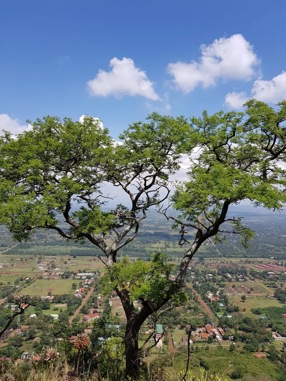 Tree overlooking a city view